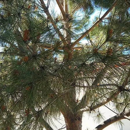 Aparthotel Fotini Kamena Vourla